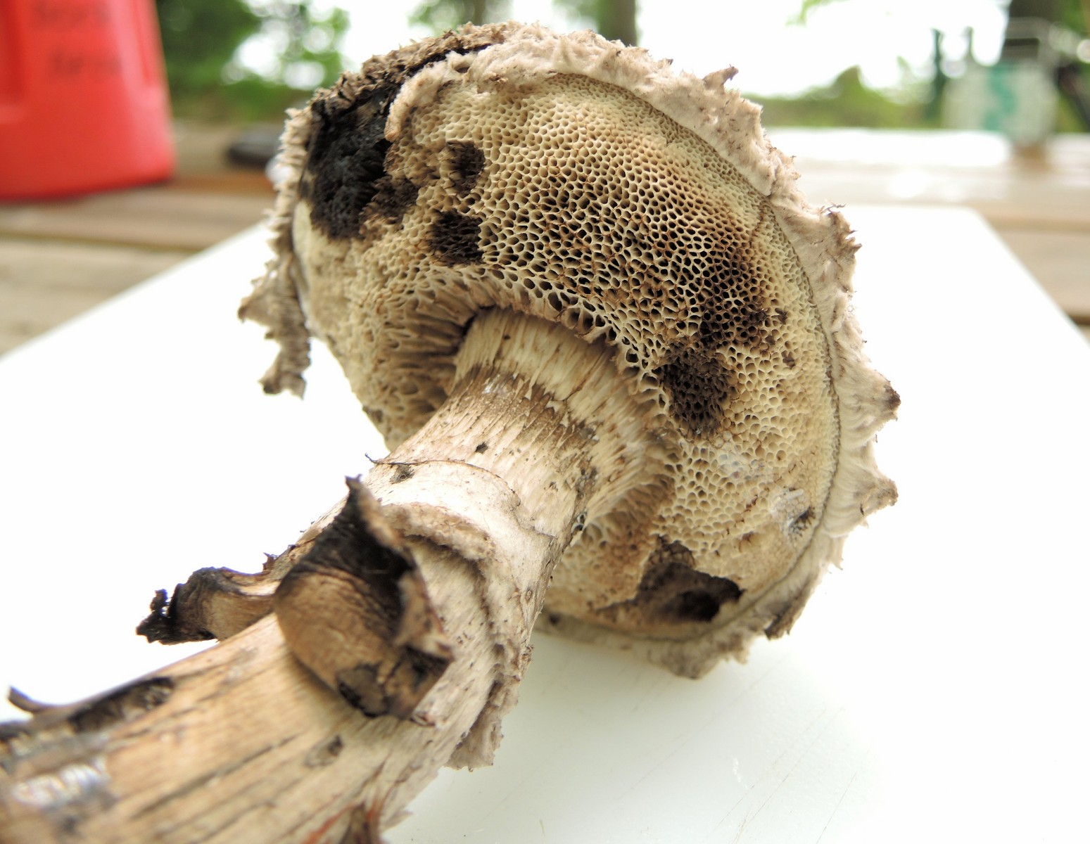 201308011005022 Old Man of the Woods (Strobilomyces strobilaceus) mushroom - Manitoulin island.JPG