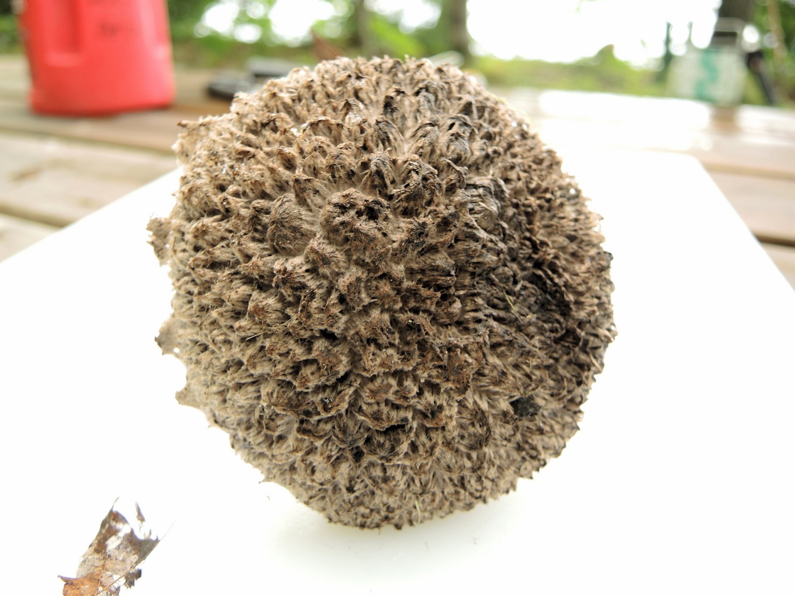 201308011005023 Old Man of the Woods (Strobilomyces strobilaceus) mushroom - Manitoulin island.JPG