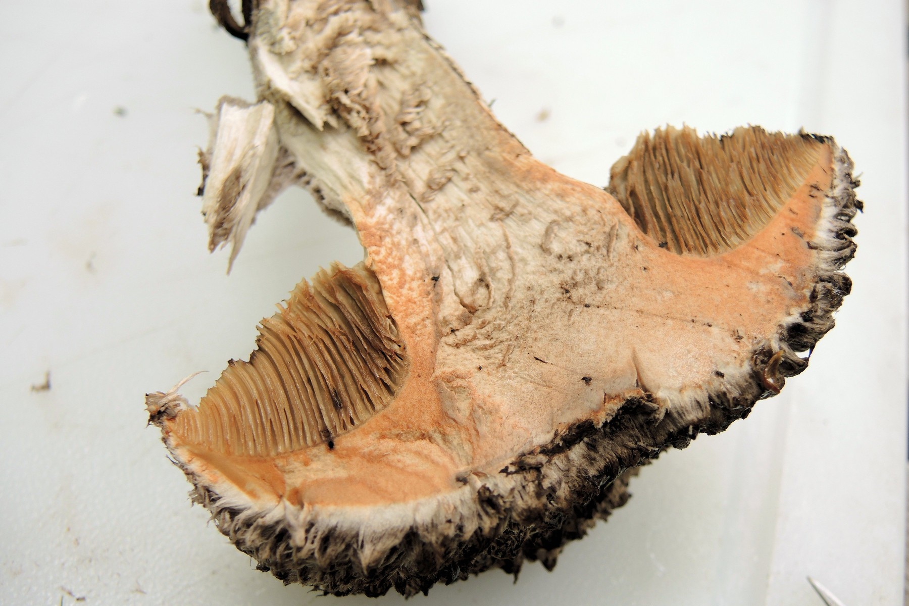 201308011005029 Old Man of the Woods (Strobilomyces strobilaceus) mushroom - Manitoulin island.JPG