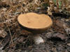 200510089682 a very Flat Cap Bolete mushroom (Leccinum L.) - Isabella Co.jpg