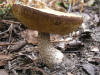 200510089683 a very Flat Cap Bolete mushroom (Leccinum L.) - Isabella Co.jpg