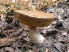 200510089685-6 a very Flat Cap Bolete mushroom (Leccinum L.) - Isabella Co.jpg