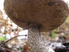 200510089688 a very Flat Cap Bolete mushroom (Leccinum L.) - Isabella Co.jpg