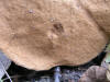 200510089692 a very Flat Cap Bolete mushroom (Leccinum L.) - Isabella Co.jpg