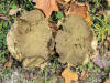 200510229843 Giant Puffball Mushroom (Calvatia gigantea) - Oakland Co.jpg