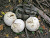 200609162965 Giant Puffball Mushroom (Calvatia gigantea) - Oakland Co.JPG