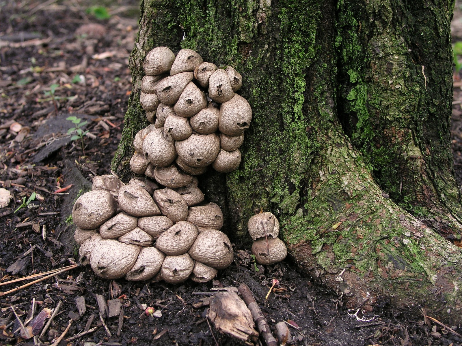 200605141171 Pear-Shaped Puffball Mushroom (Lycoperdon perlatum) - Oakland Co.JPG