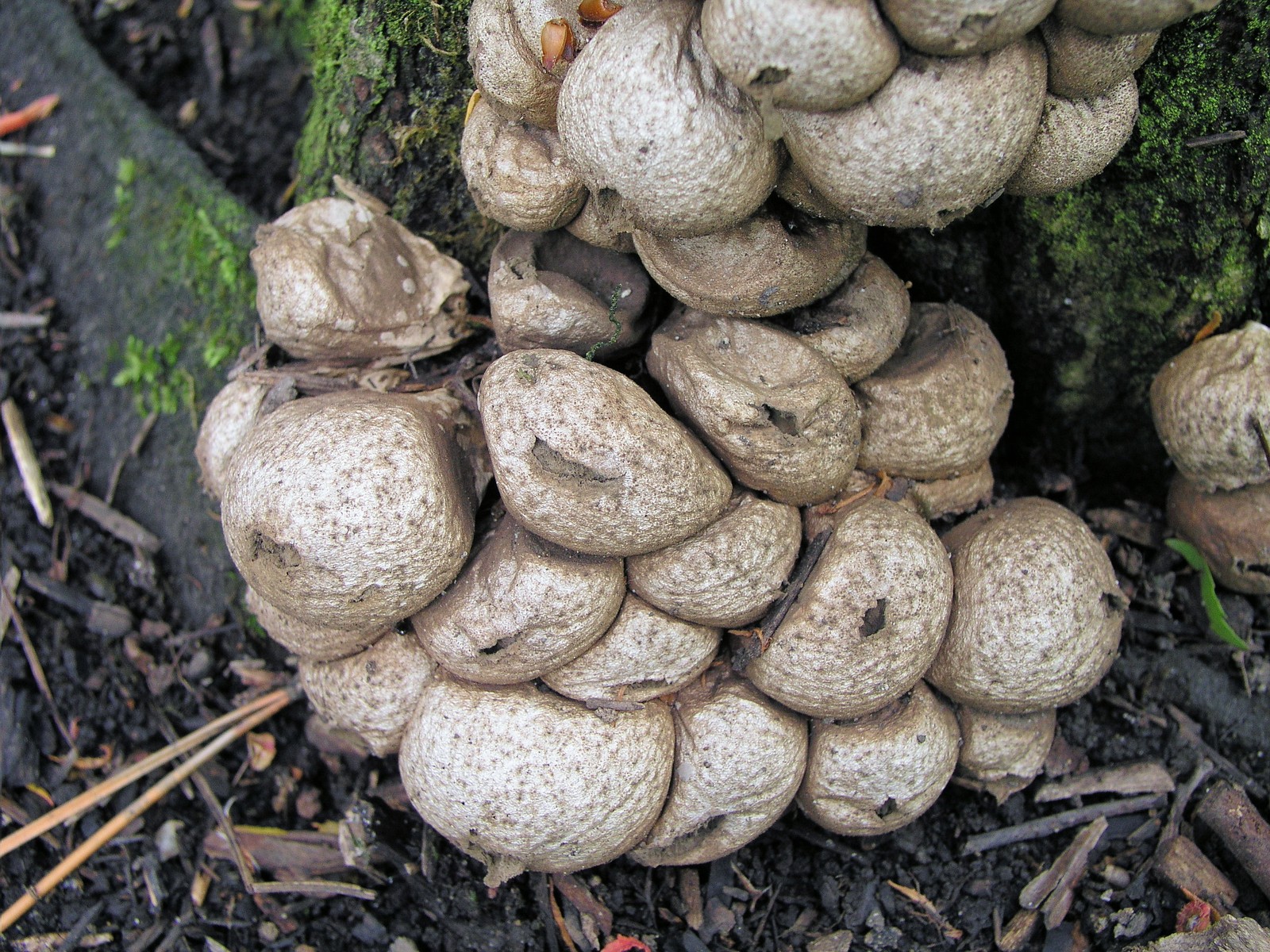 200605141174 Pear-Shaped Puffball Mushroom (Lycoperdon perlatum) - Oakland Co.JPG