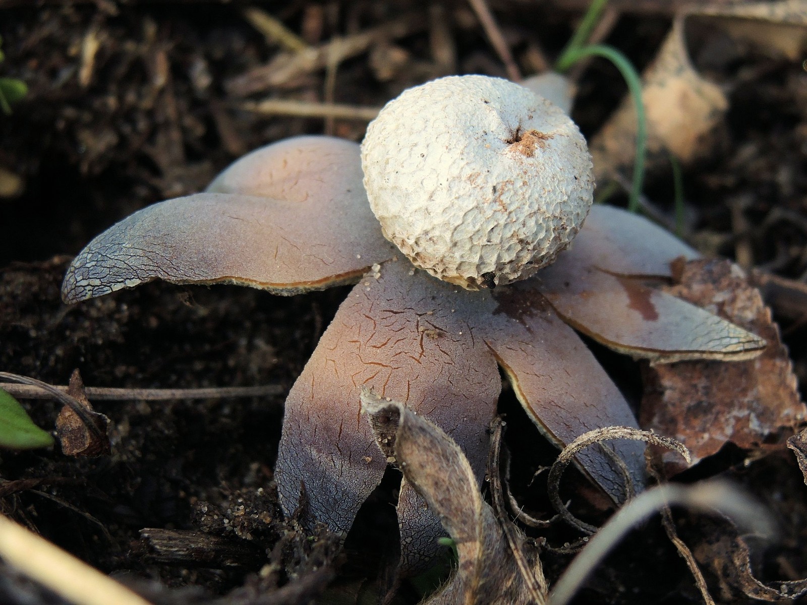 20160403171601 Water Measurer puffball (Astraeus hygrometricus) - Bald Mountain RA, Oakland Co, MI.JPG