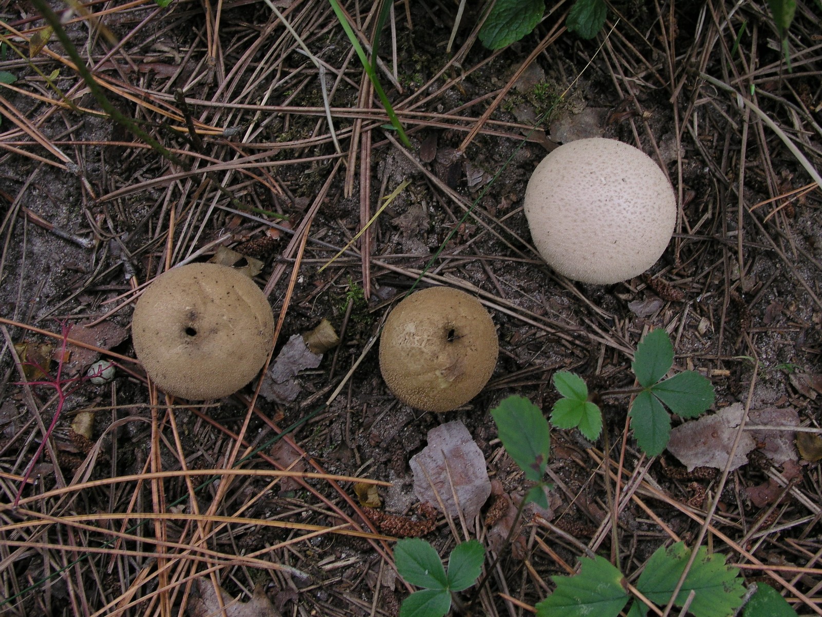 200510089654 Wolf-Fart aka Pear-Shaped Puffball (Lycoperdon pyriforme) - Isabella Co.jpg