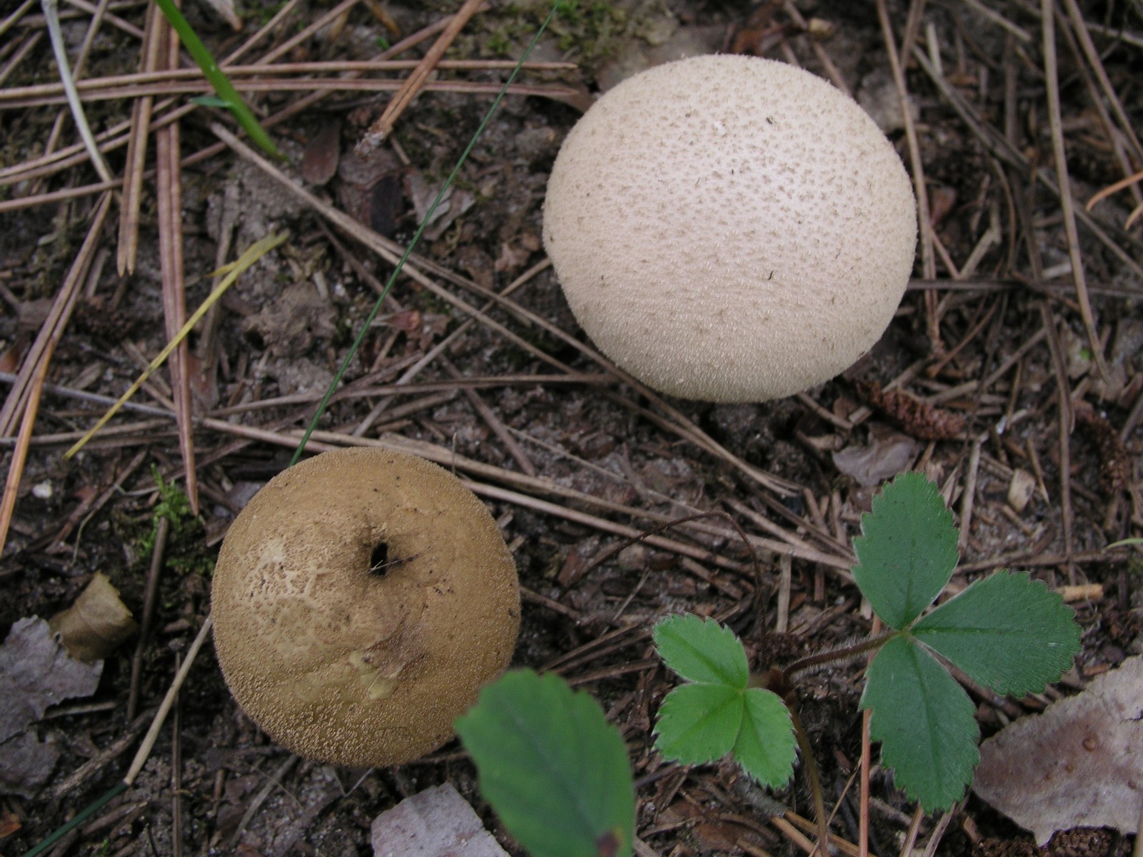 200510089656 Wolf-Fart aka Pear-Shaped Puffball (Lycoperdon pyriforme) - Isabella Co.jpg