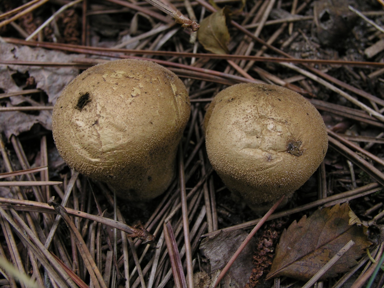 200510089657 Wolf-Fart aka Pear-Shaped Puffball (Lycoperdon pyriforme) - Isabella Co.jpg