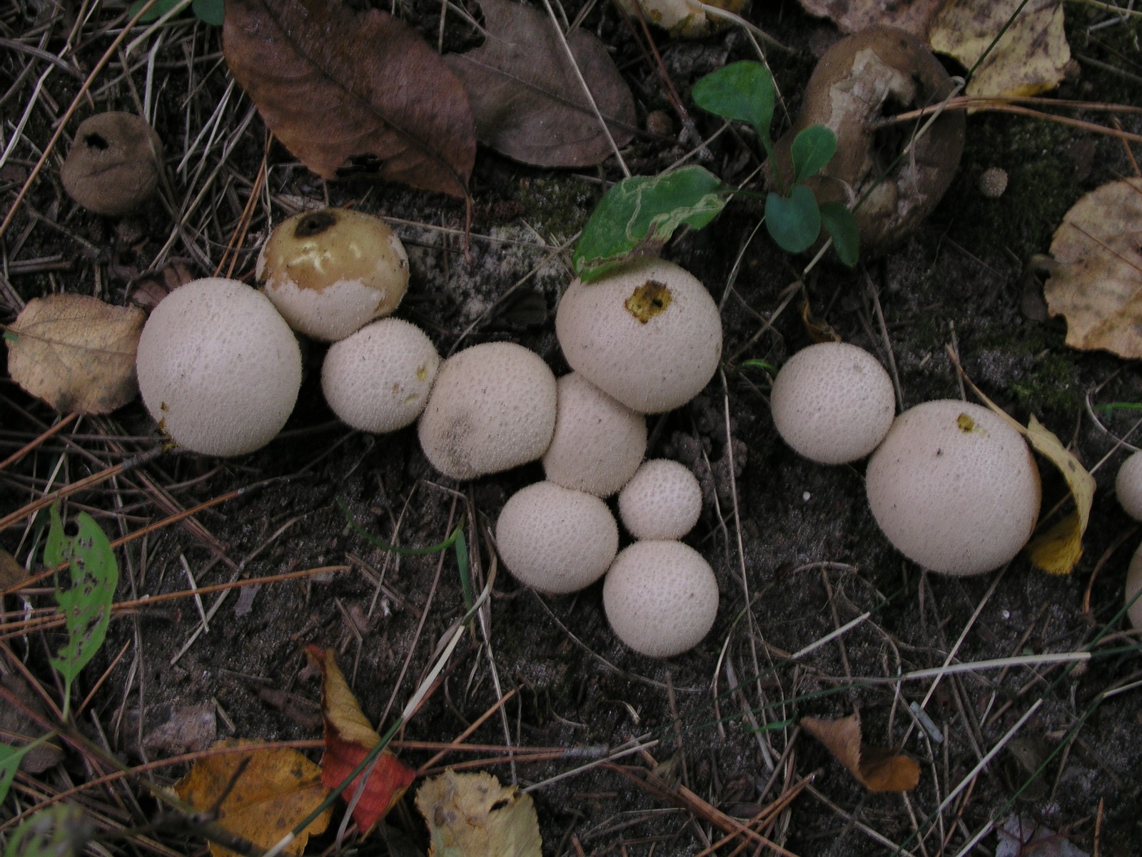 200510089659 Wolf-Fart aka Pear-Shaped Puffball (Lycoperdon pyriforme) - Isabella Co.jpg