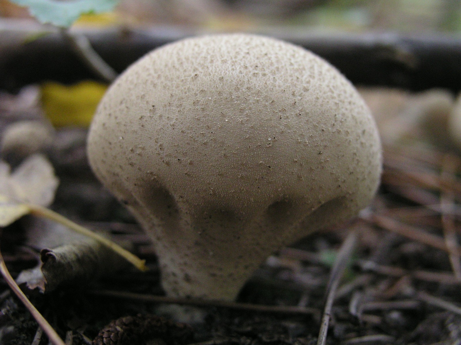 200510089665 Wolf-Fart aka Pear-Shaped Puffball (Lycoperdon pyriforme) - Isabella Co.jpg