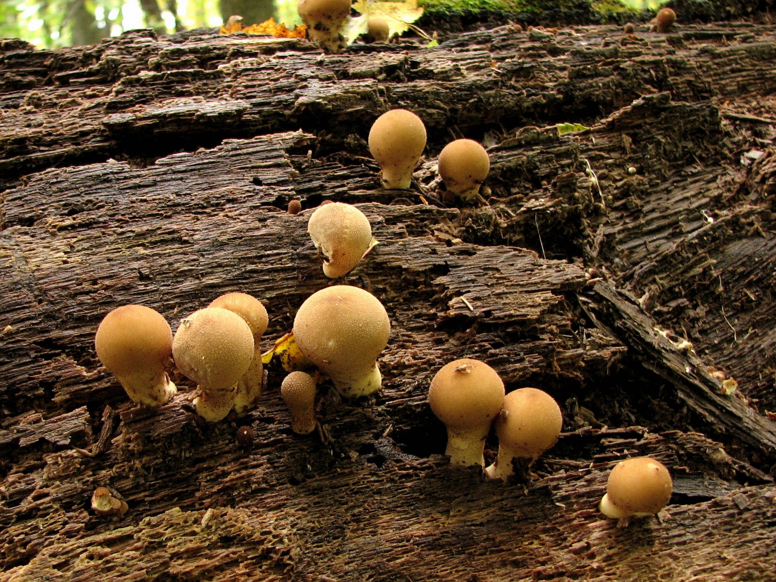 20091010162120 Wolf-Fart Puffball (Lycoperdon pyriforme) - Bald Mountain RA, Oakland Co.JPG