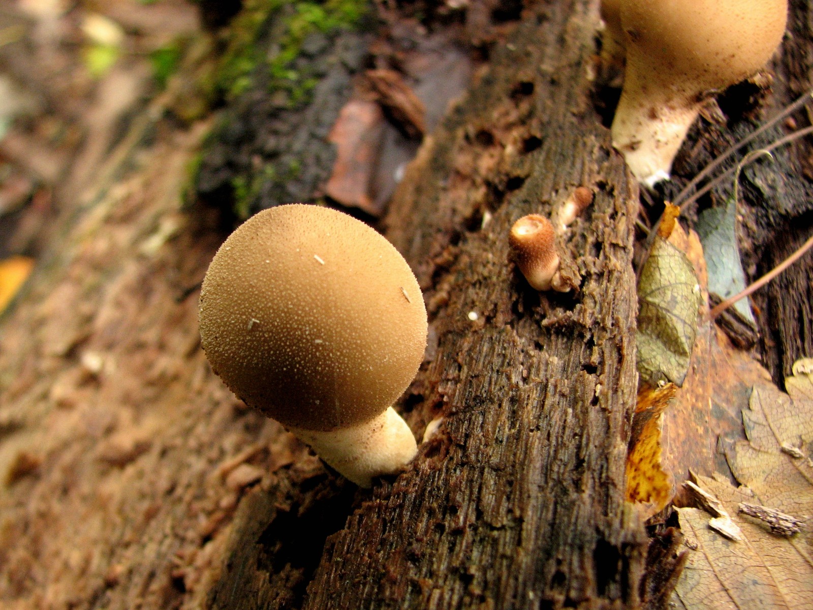 20091010162222 Wolf-Fart Puffball (Lycoperdon pyriforme) - Bald Mountain RA, Oakland Co.JPG