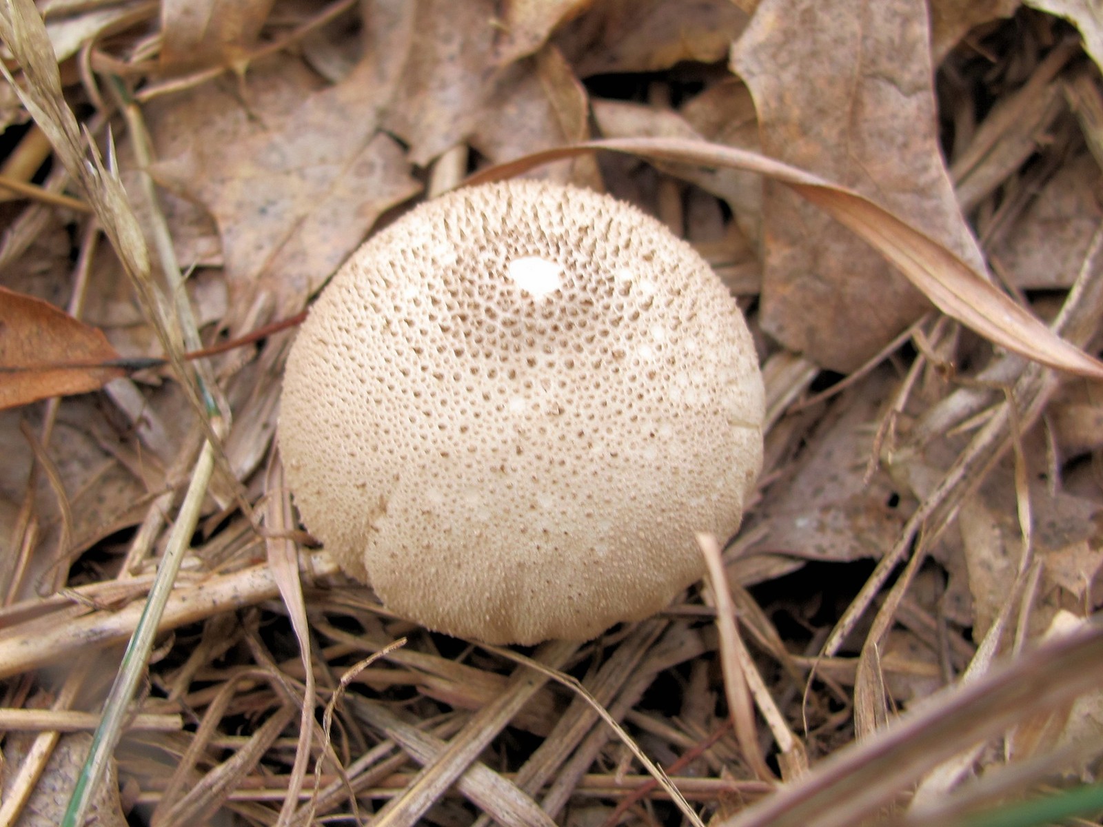 201209301807035 Wolf-Fart Puffball (Lycoperdon pyriforme) - Bald Mountain RA.JPG