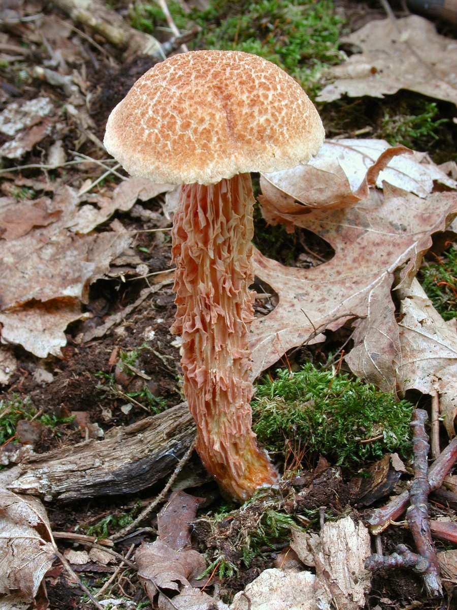 200308091266 Russell's Bolete mushroom (Boletellus russellii) - Bob's Lot.JPG