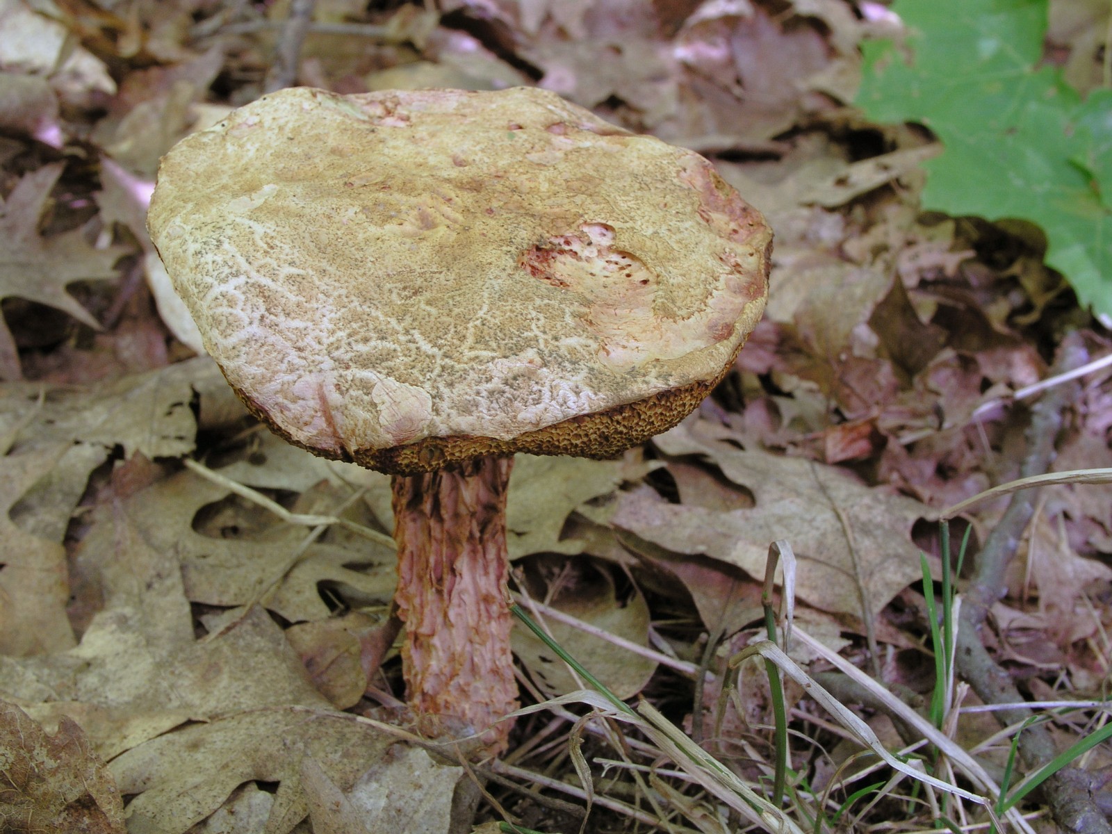 200509039357 Russell's Bolete mushroom (Boletellus russellii) - Bob's Lot, Manitoulin.jpg