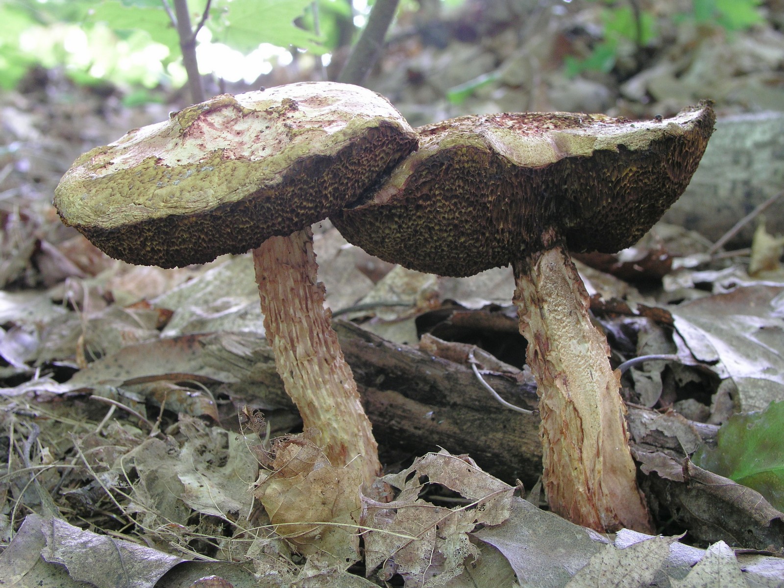 200509039367 Russell's Bolete mushroom (Boletellus russellii) - Bob's Lot, Manitoulin.jpg
