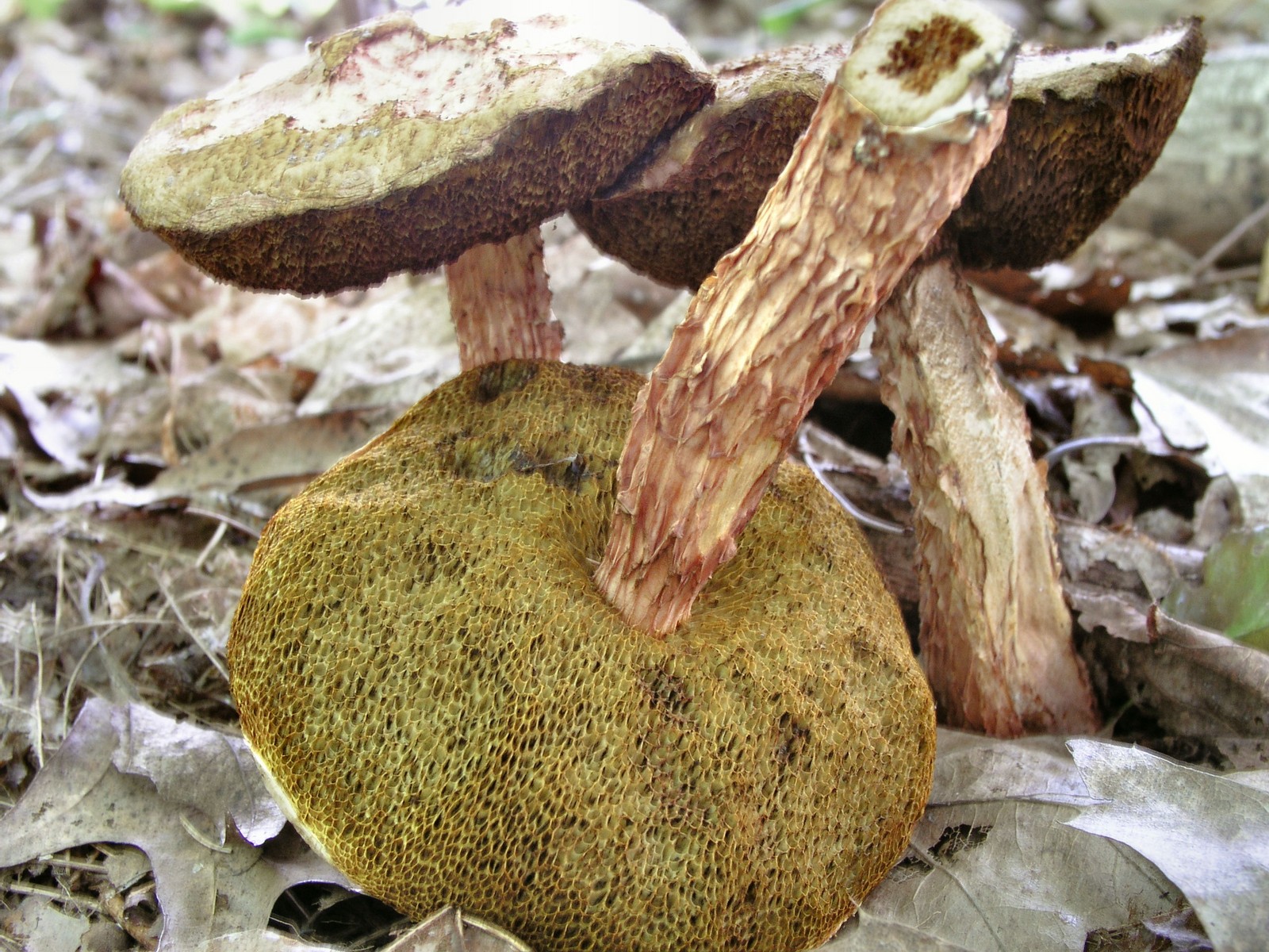 200509039368 Russell's Bolete mushroom (Boletellus russellii) - Bob's Lot, Manitoulin.jpg