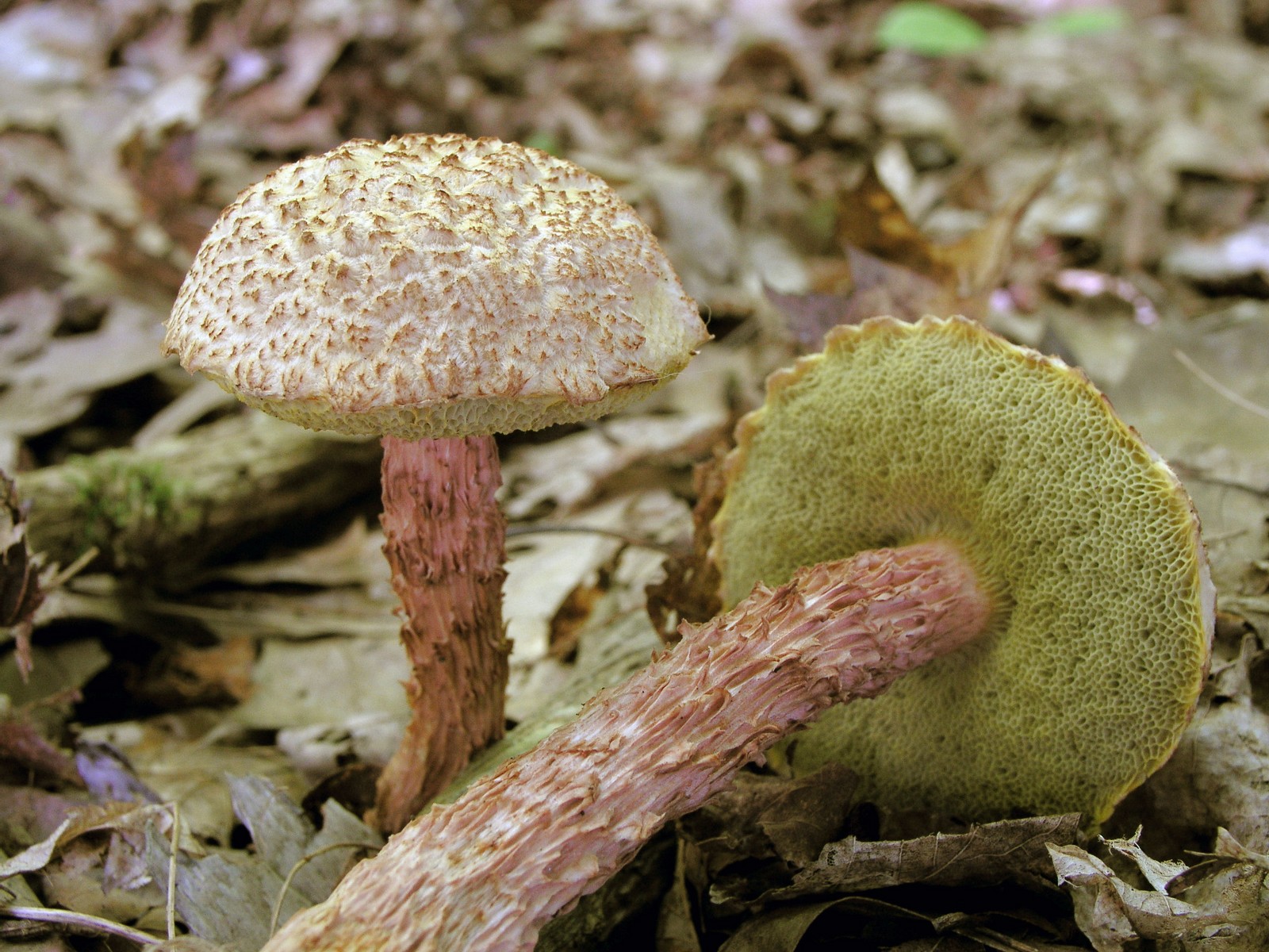 200509039370 Russell's Bolete mushroom (Boletellus russellii) - Bob's Lot, Manitoulin.jpg