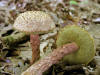200509039370 Russells Bolete mushroom (Boletellus russellii) - Bob's Lot, Manitoulin.jpg