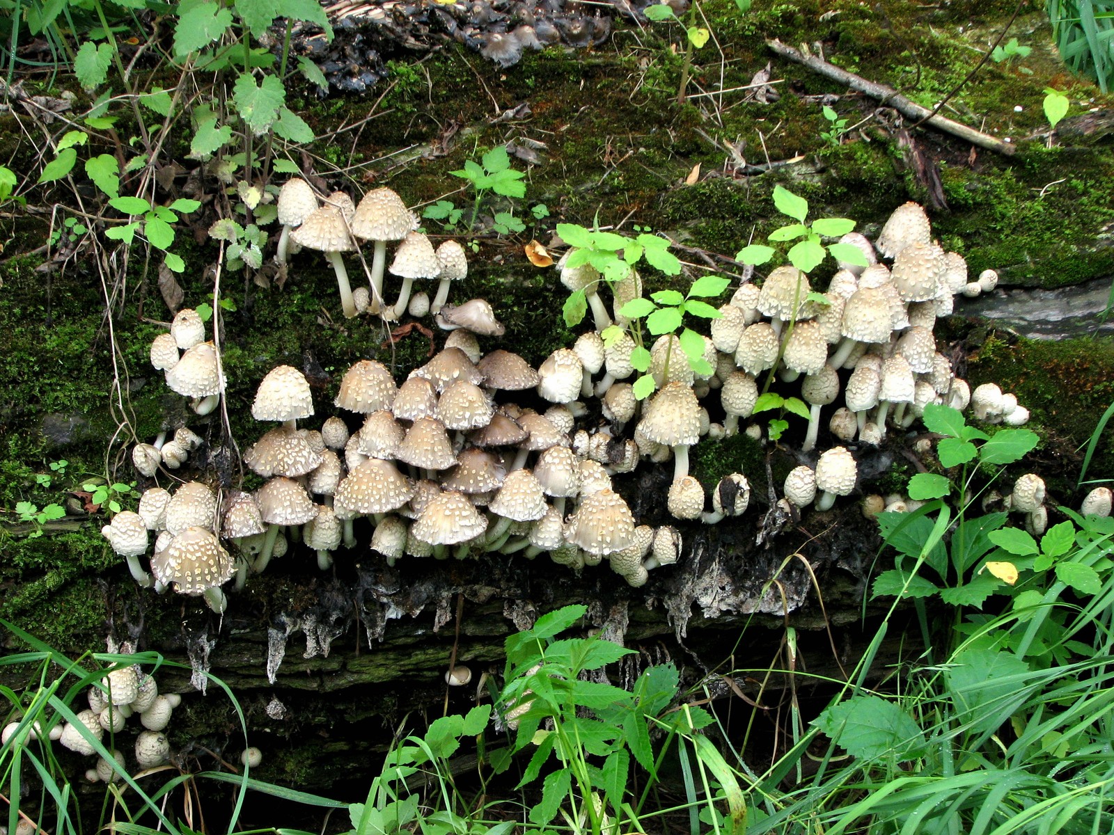 20090618112137 Scaly Ink Cap (Coprinus quadrifidus) mushroom - Pontiac Lake RA, Oakland Co.JPG
