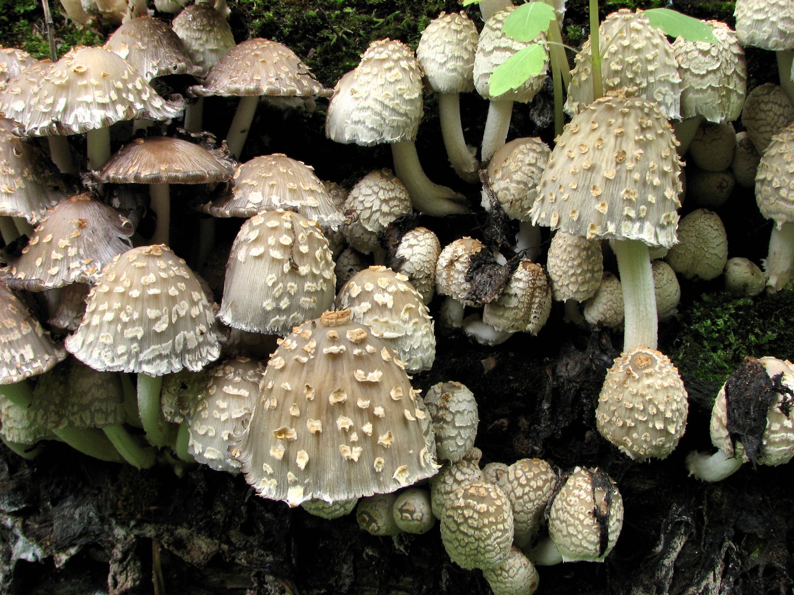 20090618112245 Scaly Ink Cap (Coprinus quadrifidus) mushroom - Pontiac Lake RA, Oakland Co.JPG