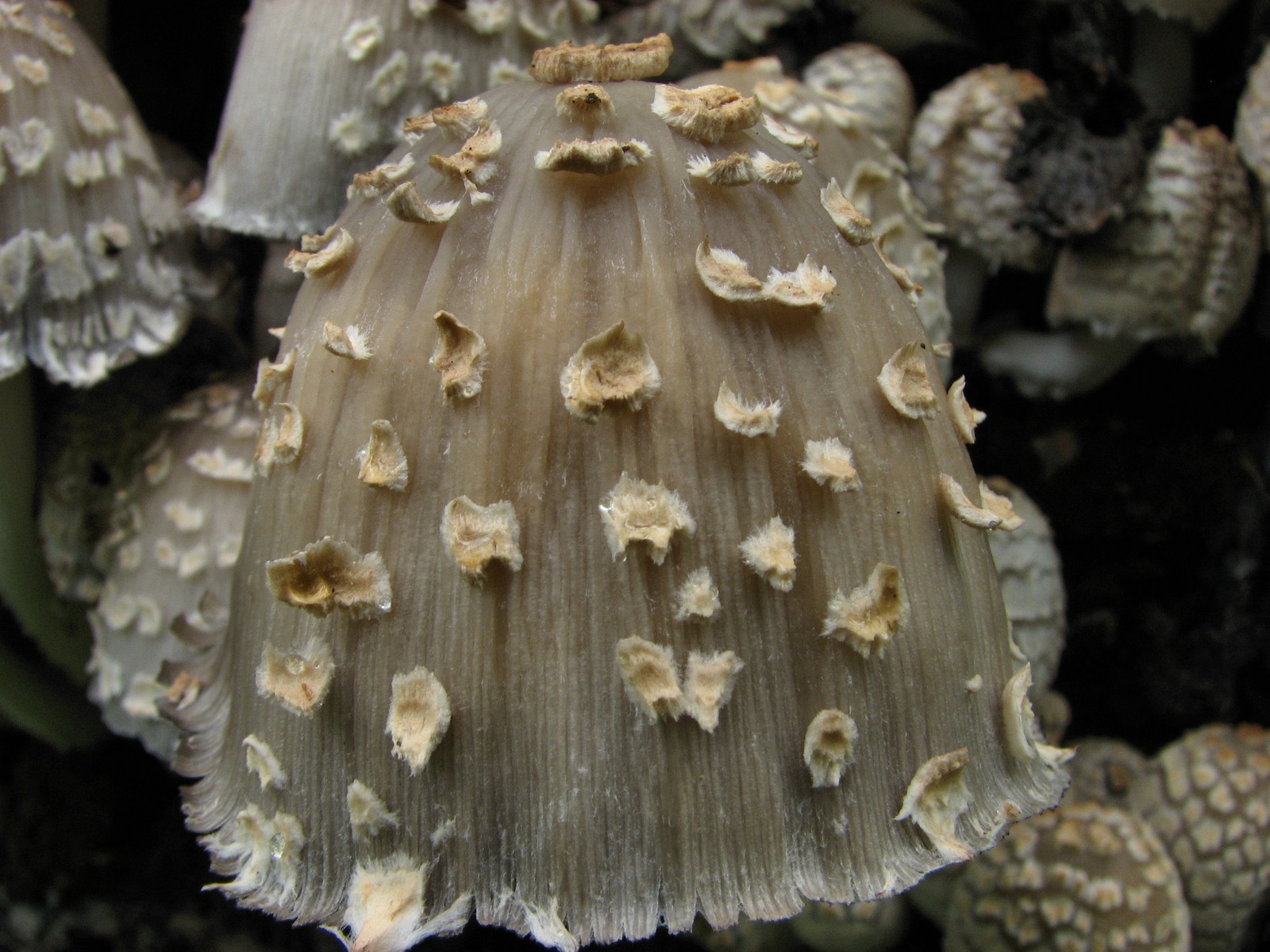 20090618112346 Scaly Ink Cap (Coprinus quadrifidus) mushroom - Pontiac Lake RA, Oakland Co.JPG