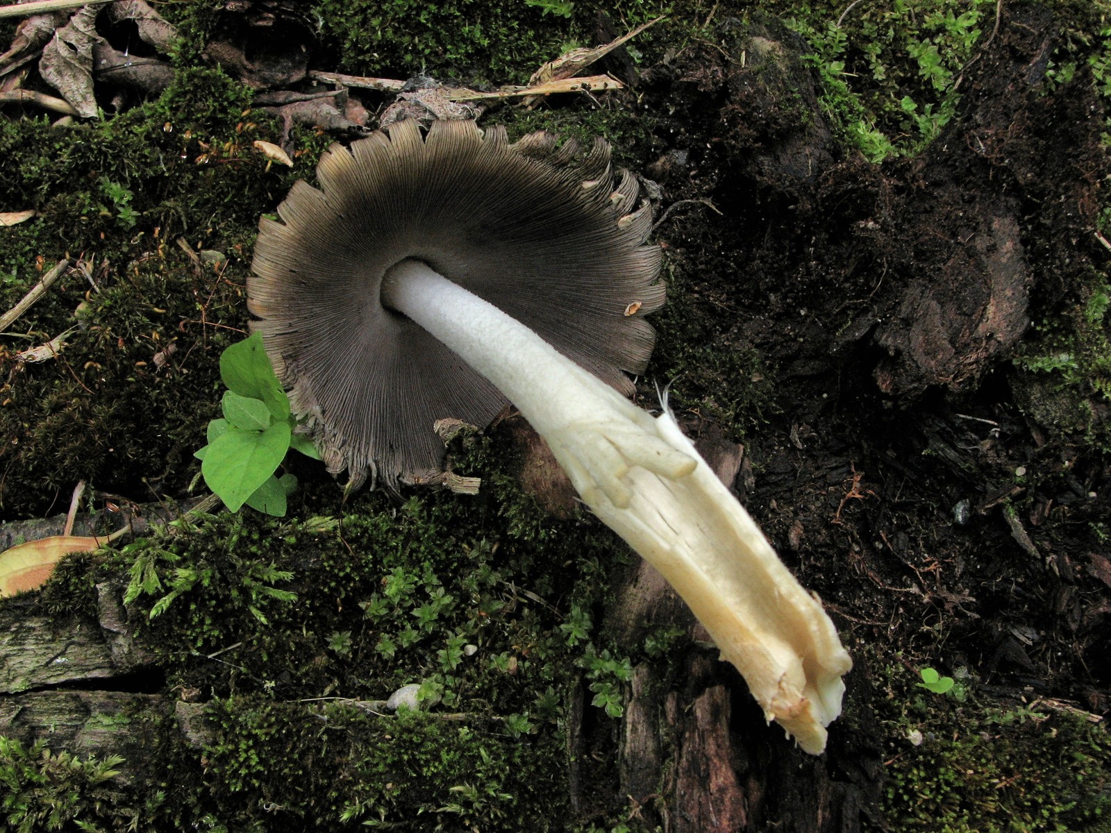20090618112348 Scaly Ink Cap (Coprinus quadrifidus) mushroom - Pontiac Lake RA, Oakland Co.JPG