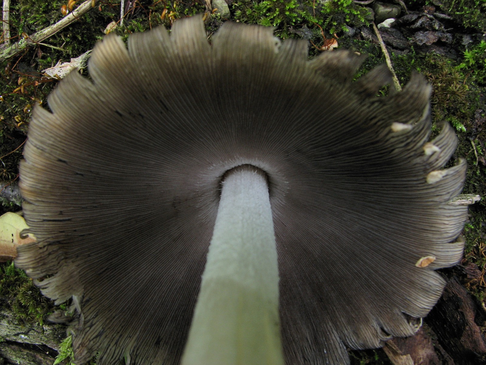 20090618112450 Scaly Ink Cap (Coprinus quadrifidus) mushroom - Pontiac Lake RA, Oakland Co.JPG