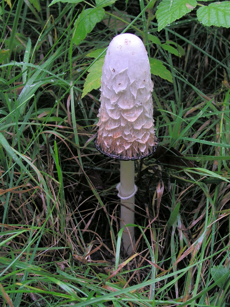 200609303026 Shaggy Mane Mushroom (Coprinus comatus) - Manitoulin Island.JPG