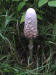 200609303026 Shaggy Mane Mushroom (Coprinus comatus) - Manitoulin Island.JPG