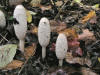 200609303030 Shaggy Mane Mushroom (Coprinus comatus) - Manitoulin Island.JPG