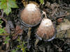 200609303033 Shaggy Mane Mushroom (Coprinus comatus) - Manitoulin Island.JPG