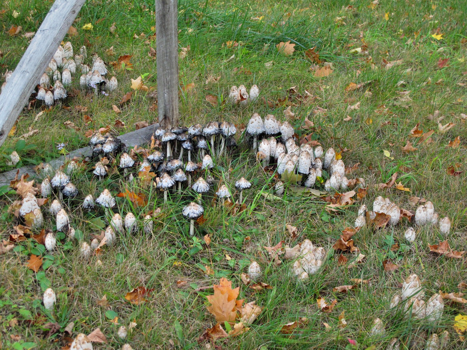 201010081815004 Shaggy Mane Mushroom (Coprinus comatus) - Manitoulin Island.JPG