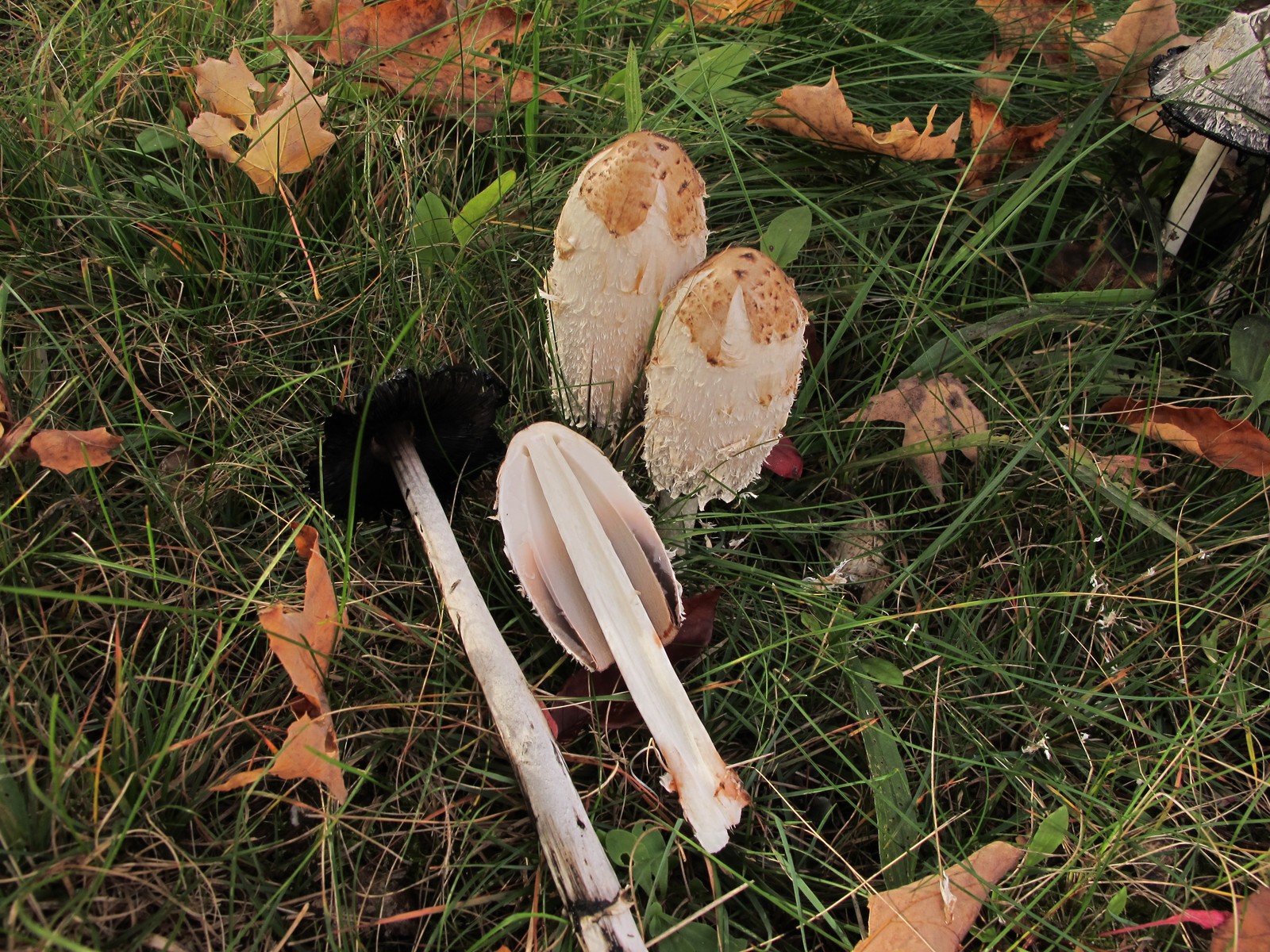 201010110957091 Shaggy Mane Mushroom (Coprinus comatus) - Manitoulin Island.JPG