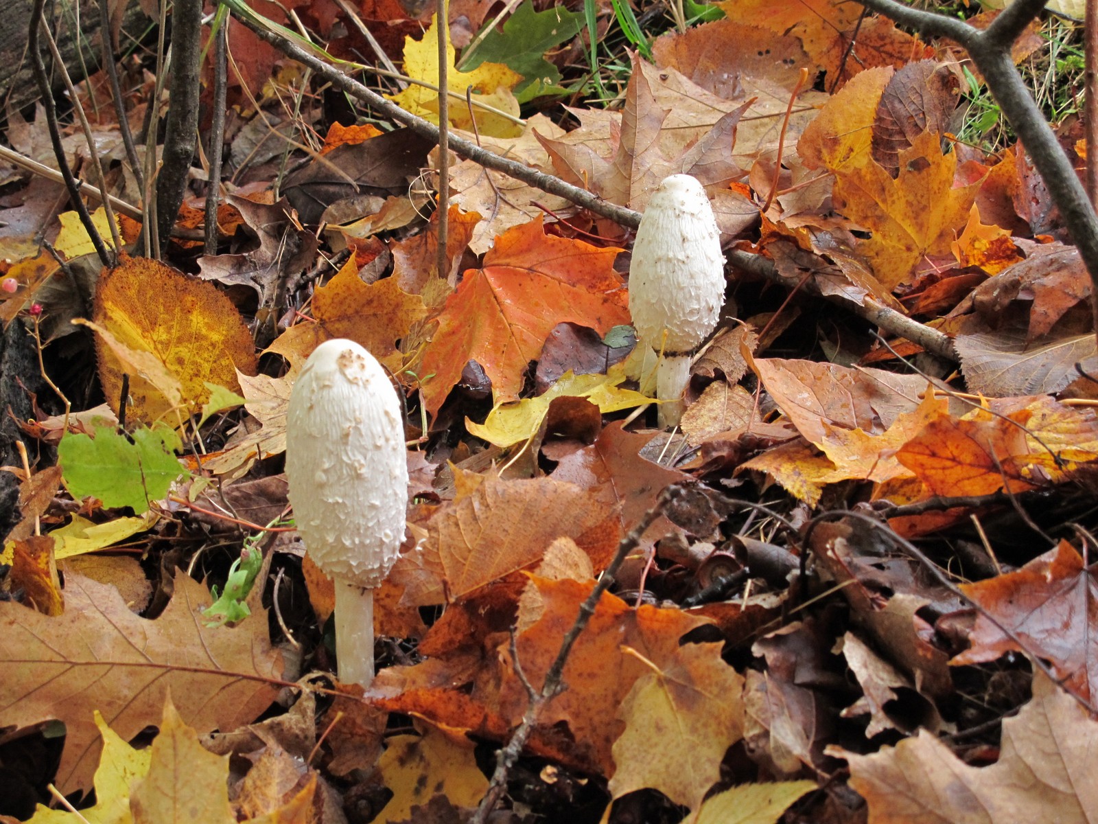 201110151809023  Shaggy Mane Mushroom (Coprinus comatus) mushrooms - Manitoulin Island, ON.JPG