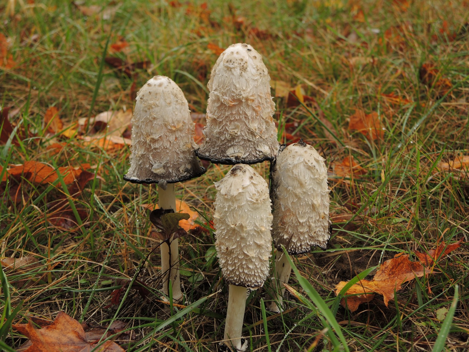 201310171008005 Shaggy Mane Mushroom (Coprinus comatus) mushrooms - Manitoulin Island, ON.JPG