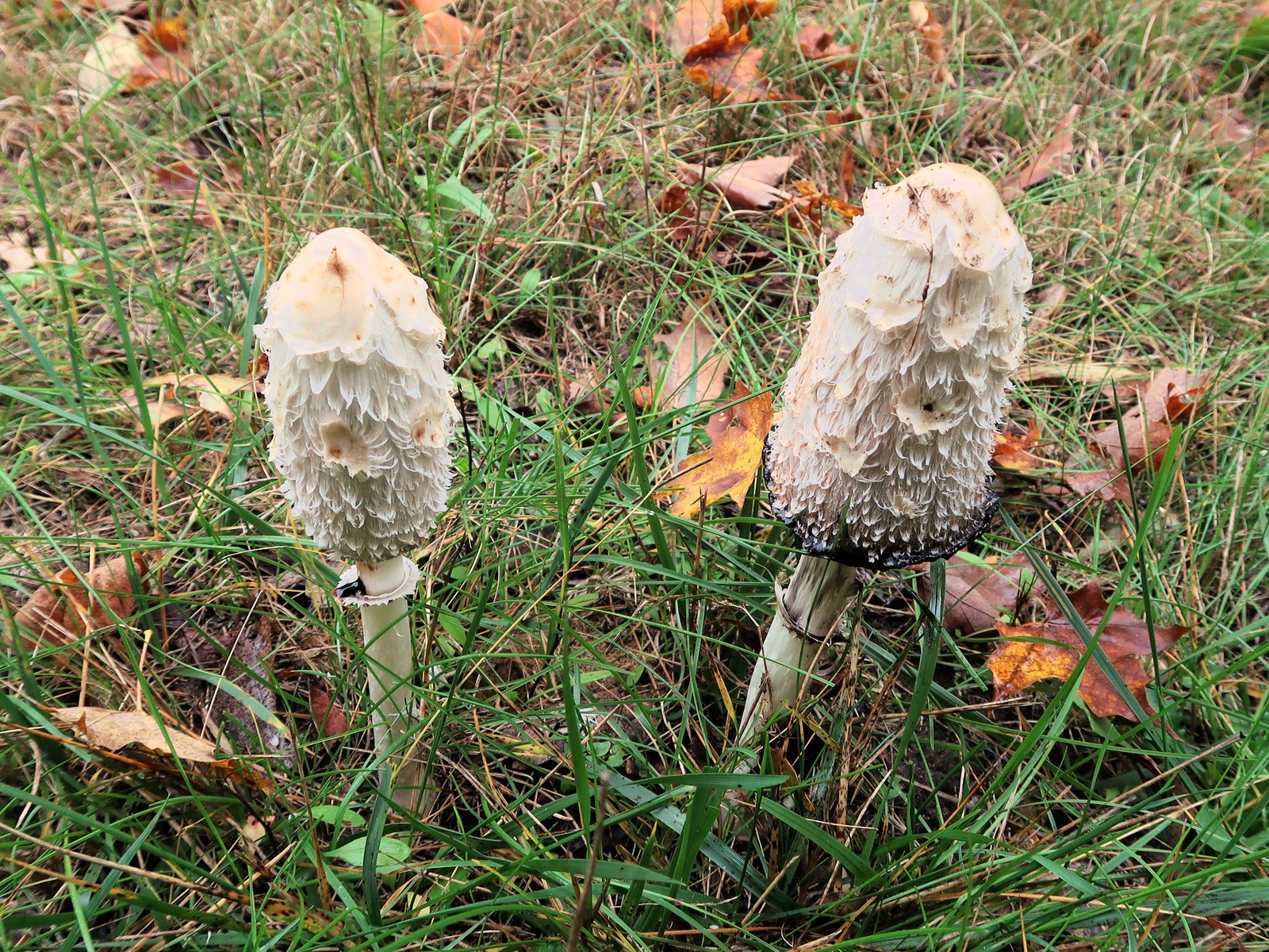 201810101100190 Shaggy Mane Mushroom (Coprinus comatus) mushrooms - Manitoulin Island, ON.JPG