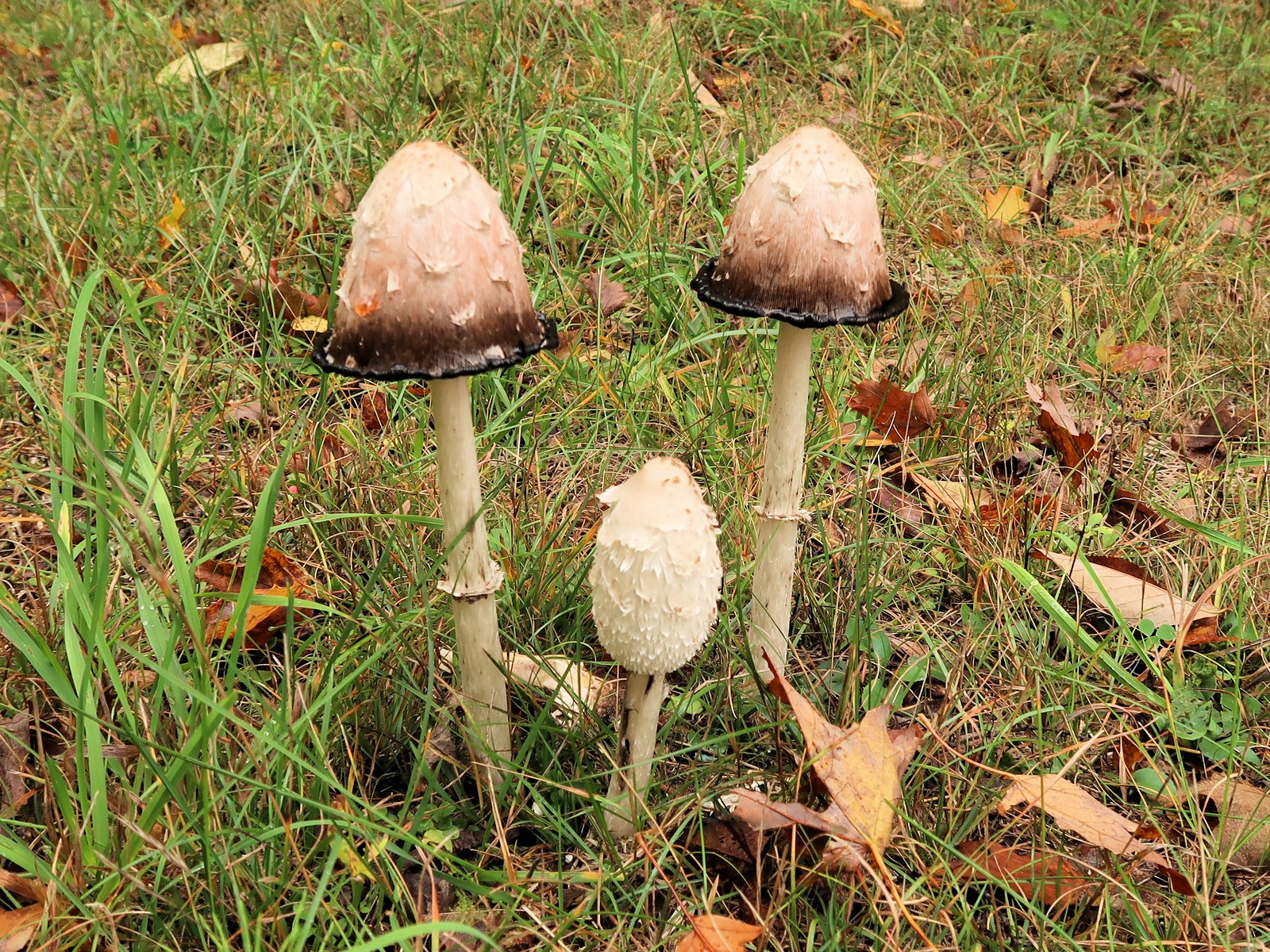 201810101101191 Shaggy Mane Mushroom (Coprinus comatus) mushrooms - Manitoulin Island, ON.JPG