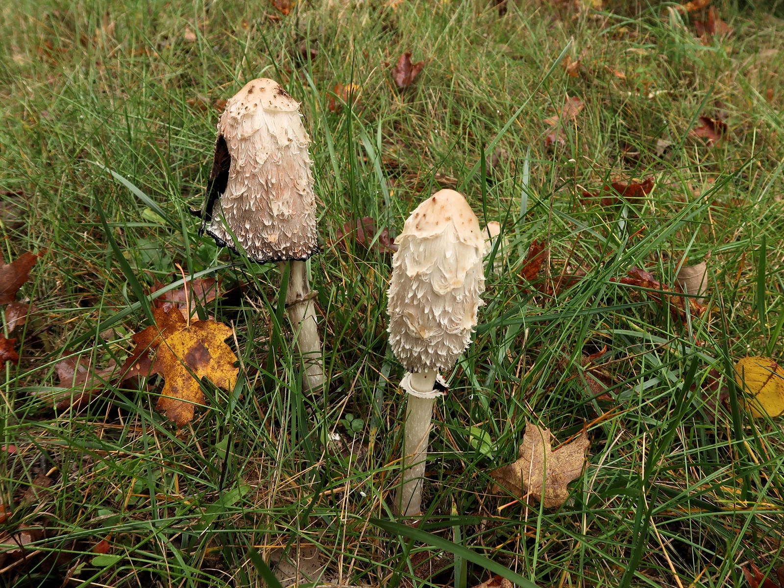 201810101101193 Shaggy Mane Mushroom (Coprinus comatus) mushrooms - Manitoulin Island, ON.JPG