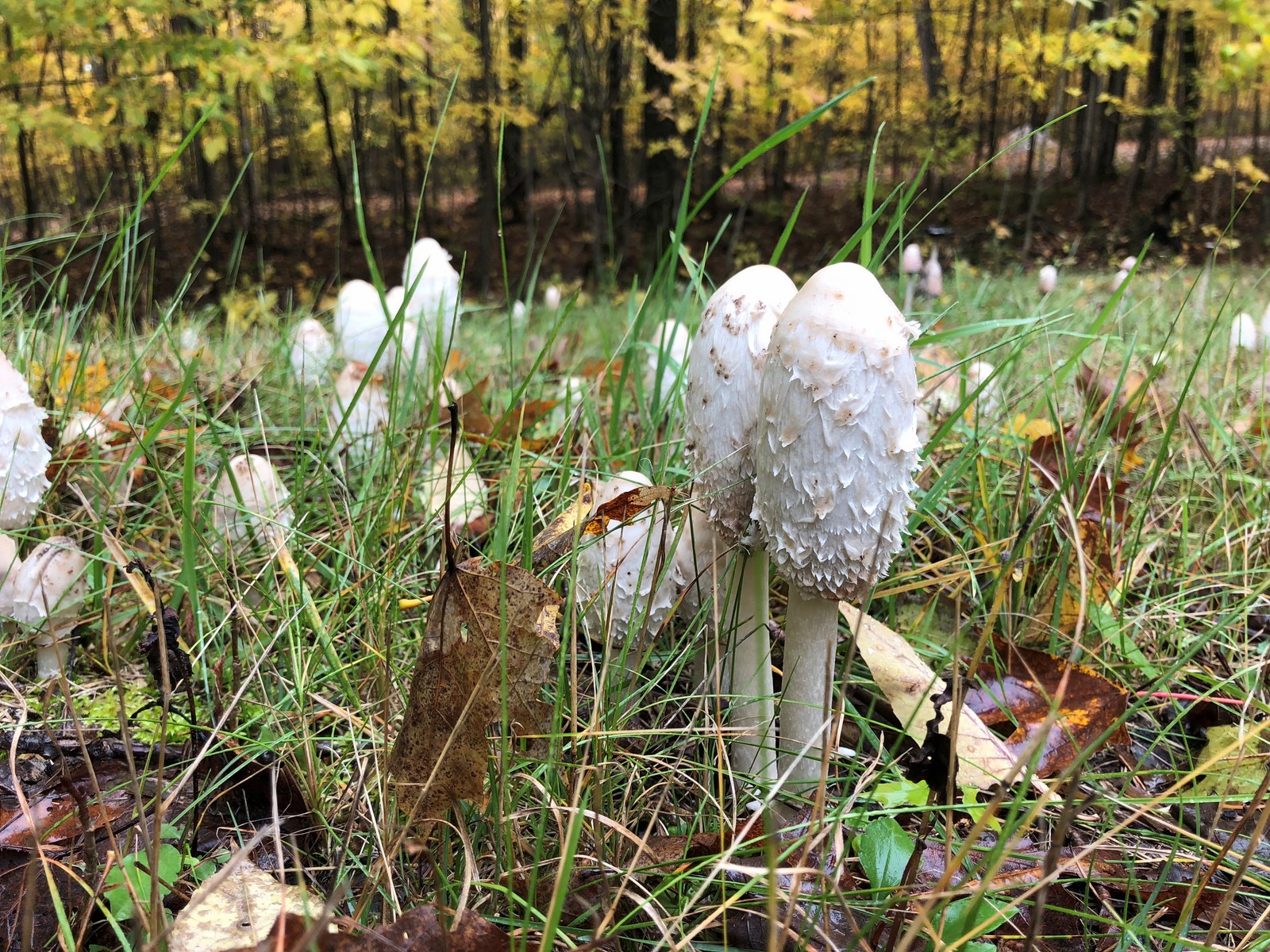 201810101101194 Shaggy Mane Mushroom (Coprinus comatus) mushrooms - Manitoulin Island, ON.jpg