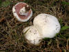 200310050004 Sidewalk Mushroom (Agaricus bitorquis) - Ron's 40 - Mt Pleasant.JPG