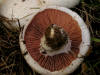 200310050007 Sidewalk Mushroom (Agaricus bitorquis) - Ron's 40 - Mt Pleasant.JPG