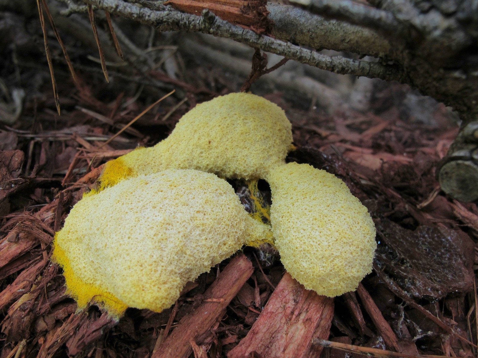 20100710095402 Dog Vomit (Fuligo septica) yellow slime mould fungus - Oakland County, MI.JPG