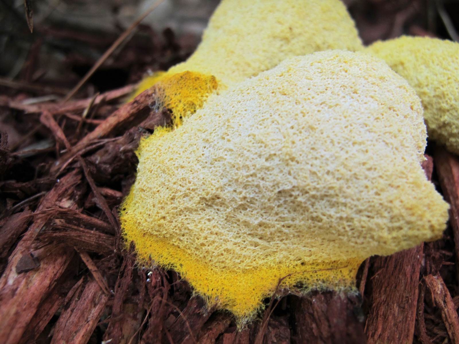20100710095406 Dog Vomit (Fuligo septica) yellow slime mould fungus - Oakland County, MI.JPG