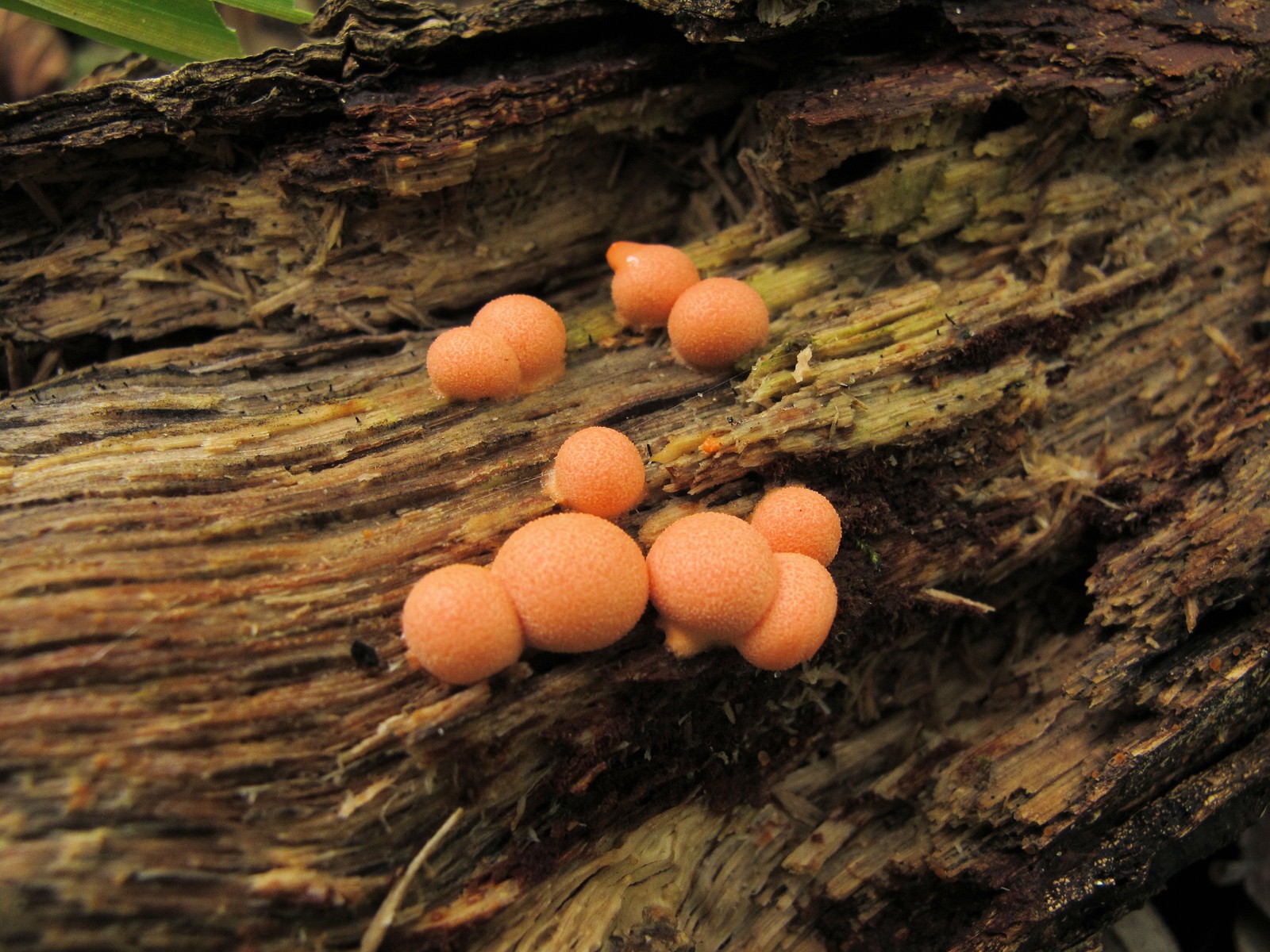 201109251137011 Wolf's Milk slime mould (Lycogala epidendrum) - Bald Mountain RA, Oakland Co, MI.JPG