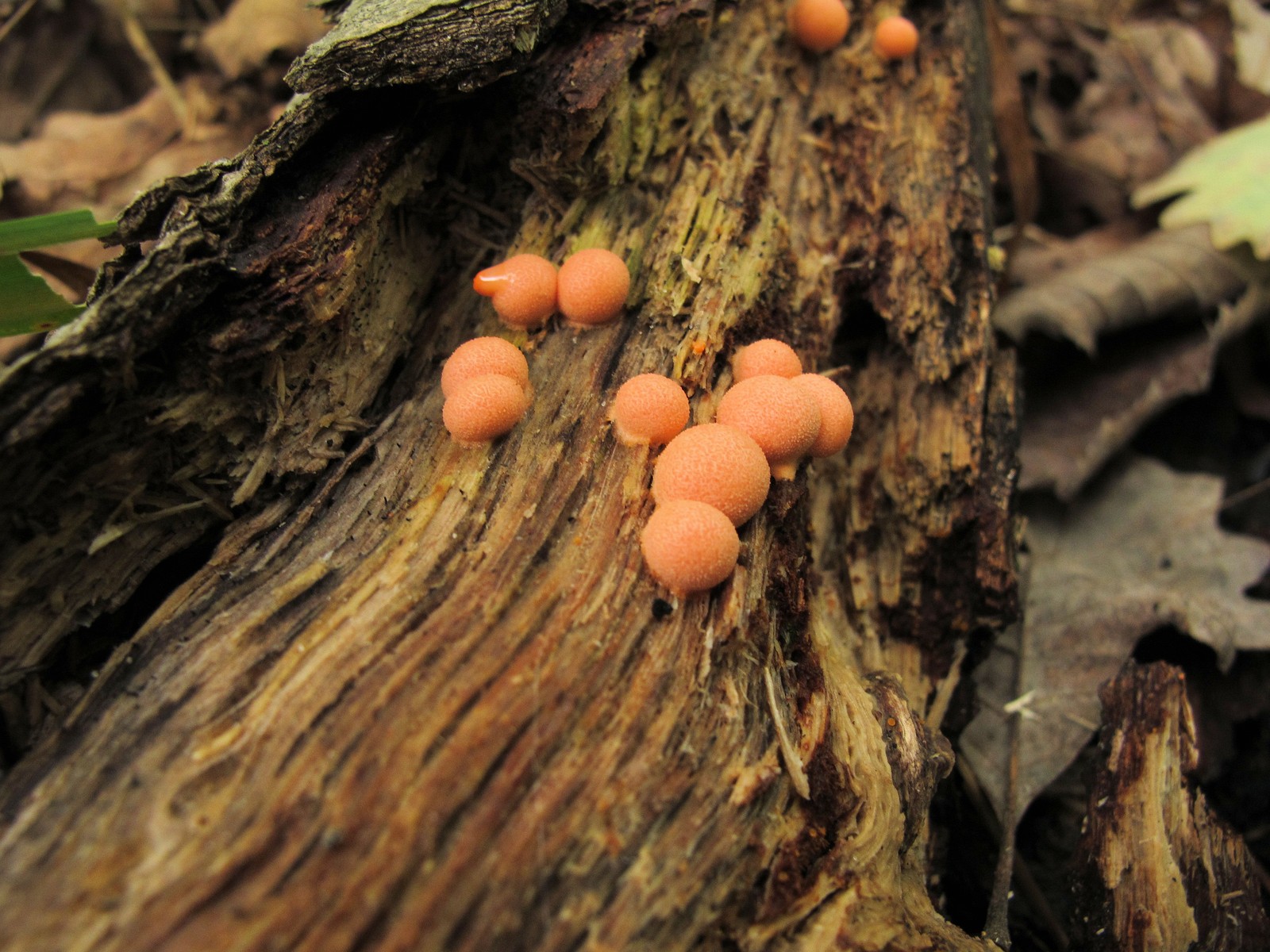 201109251137013 Wolf's Milk slime mould (Lycogala epidendrum) - Bald Mountain RA, Oakland Co, MI.JPG